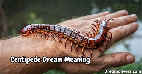 centipede meaning in dreams|Centipede Dream Meaning & Spiritual Messages Explained.